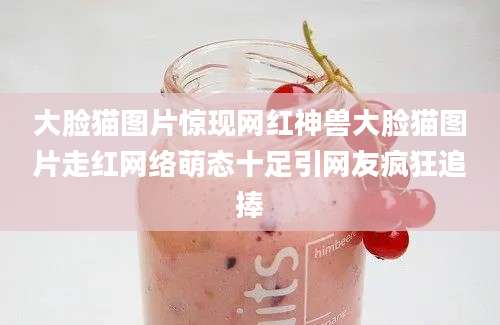 大脸猫图片惊现网红神兽大脸猫图片走红网络萌态十足引网友疯狂追捧