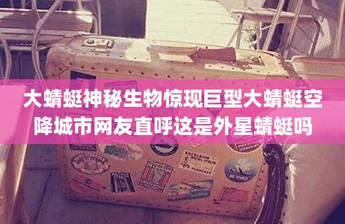 大蜻蜓神秘生物惊现巨型大蜻蜓空降城市网友直呼这是外星蜻蜓吗