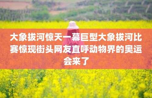大象拔河惊天一幕巨型大象拔河比赛惊现街头网友直呼动物界的奥运会来了